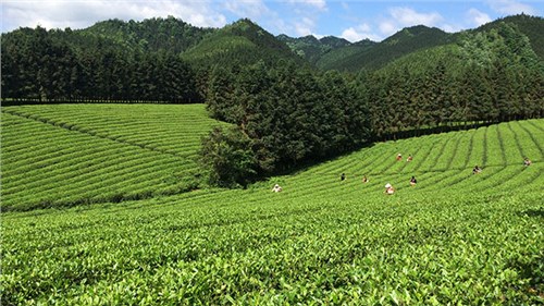農(nóng)業(yè)部牽頭成立中國(guó)茶產(chǎn)業(yè)聯(lián)盟，公司選為副理事長(zhǎng)單位